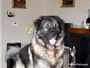 Fury 28 months