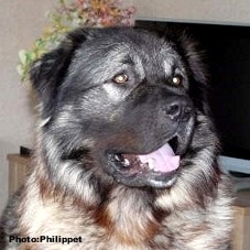 Fury 28 months