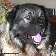 Fury 28 months
