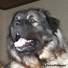 Fury 28 months