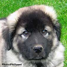 Fury 2 months
