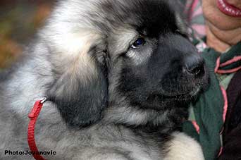 sarplaninac Galja 2,5 months