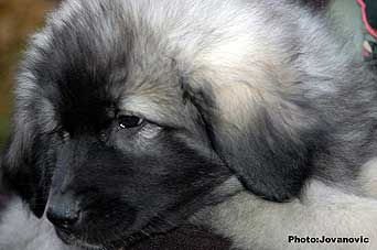 sarplaninac Galja 2,5 months