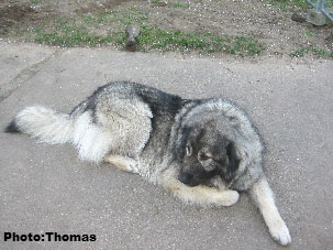 sarplaninac Galja 3,5 years