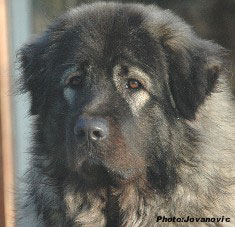 sarplaninac Gara 16 months