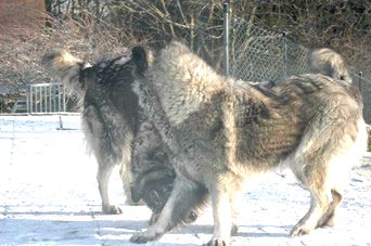 sarplaninac Gara et Bayka