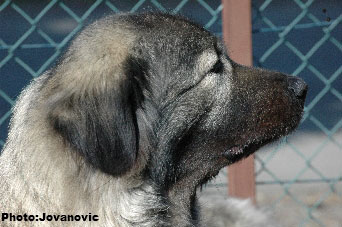 sarplaninac Gara 3,5 years