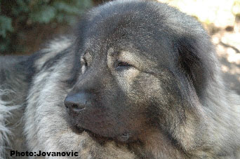 sarplaninac Gara 4 years