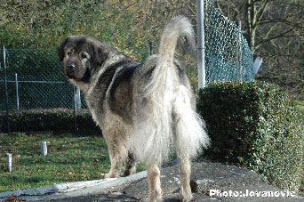 sarplaninac Gara 4 years