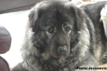 sarplaninac Gara 4 years