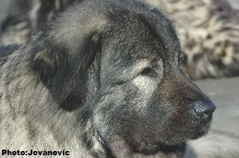 sarplaninac Gara 4 years