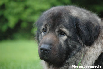 sarplaninac Gara 6,5 years