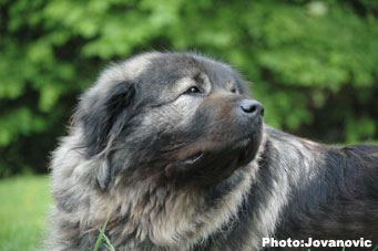 sarplaninac Gara 6,5 years