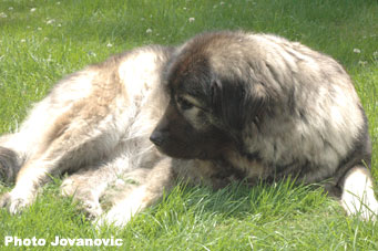 sarplaninac Gara 7 years