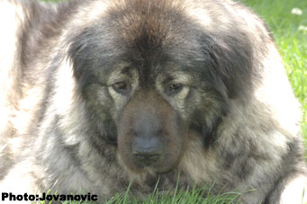 sarplaninac Gara 7 years