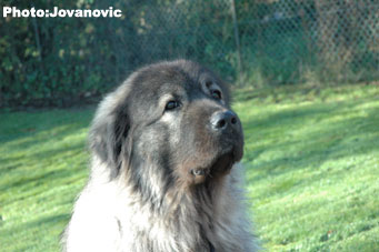 sarplaninac Gara 7 years