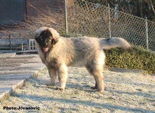 sarplaninac Gara 5 months