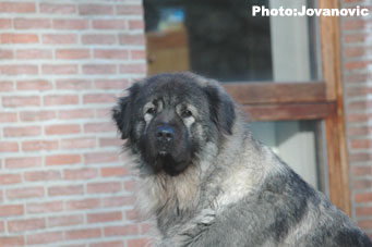 sarplaninac Gara 7 years