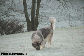 sarplaninac Gara 7,5 years