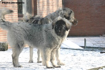 sarplaninac Gara 5,5 months