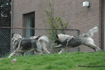 sarplaninac Gara 7,5 months