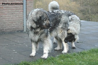sarplaninac Gara 7,5 months
