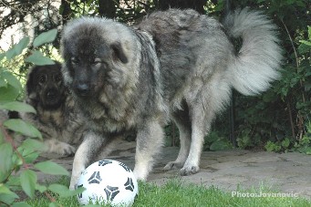 sarplaninac Gara 10,5 months