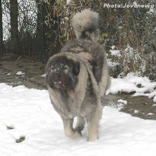 sarplaninac Gara 15 months