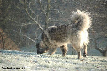 sarplaninac Gara 16 months