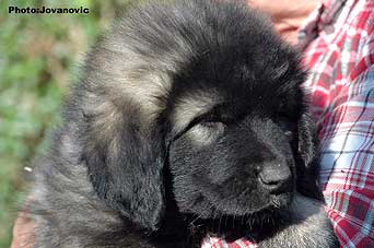 sarplaninac Goranac 2 months