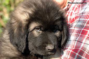 sarplaninac Goranac 2 months