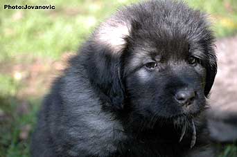 sarplaninac Goranac 7 weeks