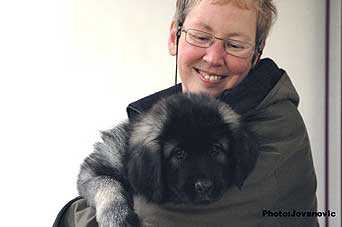 sarplaninac Goranac 9 weeks