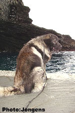 sarplaninac Goranac 3 years