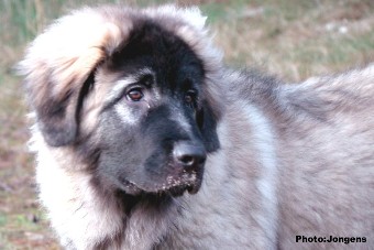 sarplaninac Goranac 5 months