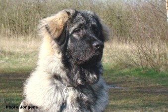 sarplaninac Goranac 7,5 months