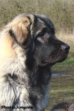 sarplaninac Goranac 7,5 months