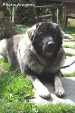 sarplaninac Goranac 13 months