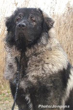 sarplaninac Goranac 19 months