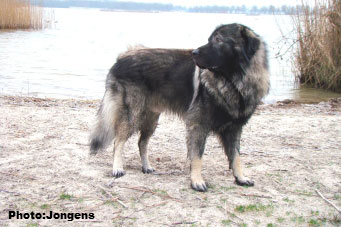 sarplaninac Goranac 2,5 years