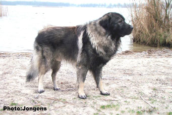sarplaninac Goranac 2,5 years