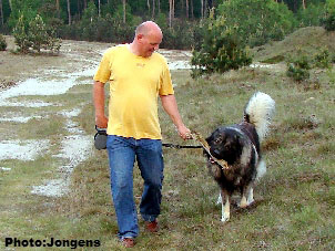 sarplaninac Goranac 33 months