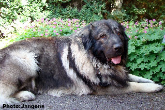sarplaninac Goranac 33 months
