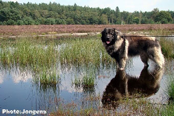 sarplaninac Goranac 3 years
