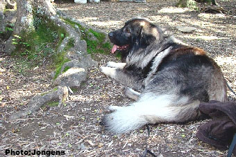 sarplaninac Goranac 3 years