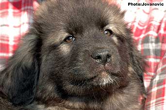 sarplaninac Gordan 2 months