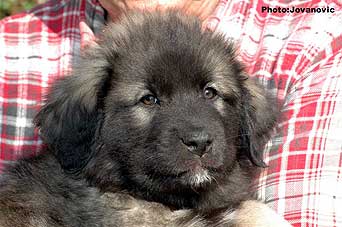 sarplaninac Gordan 2 months