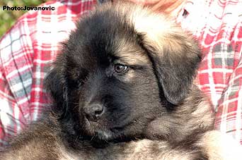 sarplaninac Gordan 2 months