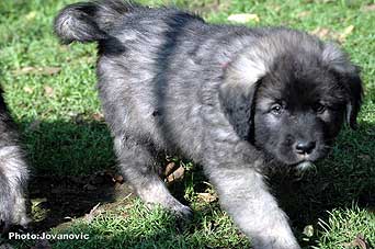 sarplaninac Gordan 7 weeks