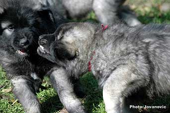 sarplaninac Gordan 7 weeks